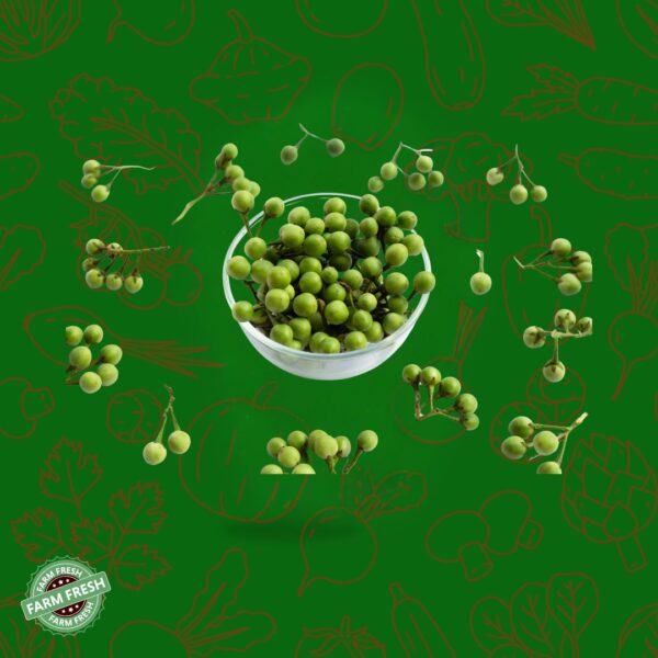 Turkey Berry | சுண்டைக்காய்